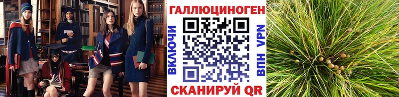 Псилоцибиновые грибы Psilocybine cubensis  Оренбург 